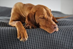 How Much Sleep Do Dogs Need?