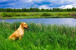 Should City Dogs Spend Time in the Country?