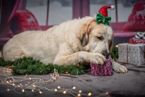 Which Christmas Foods Should My Dog Avoid?