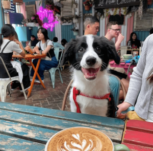 best dog friendly cafes