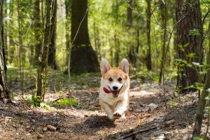 How Can I Train My Dog to be Fitter?
