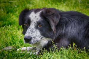 Von Willebrand's Disease in Dogs