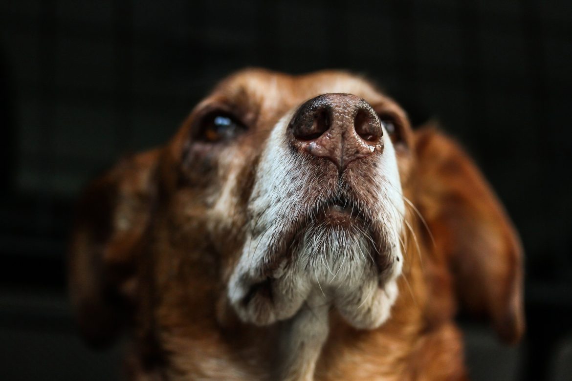 Why Does My Dog Sniff Everything They Find? Mad Paws Blog