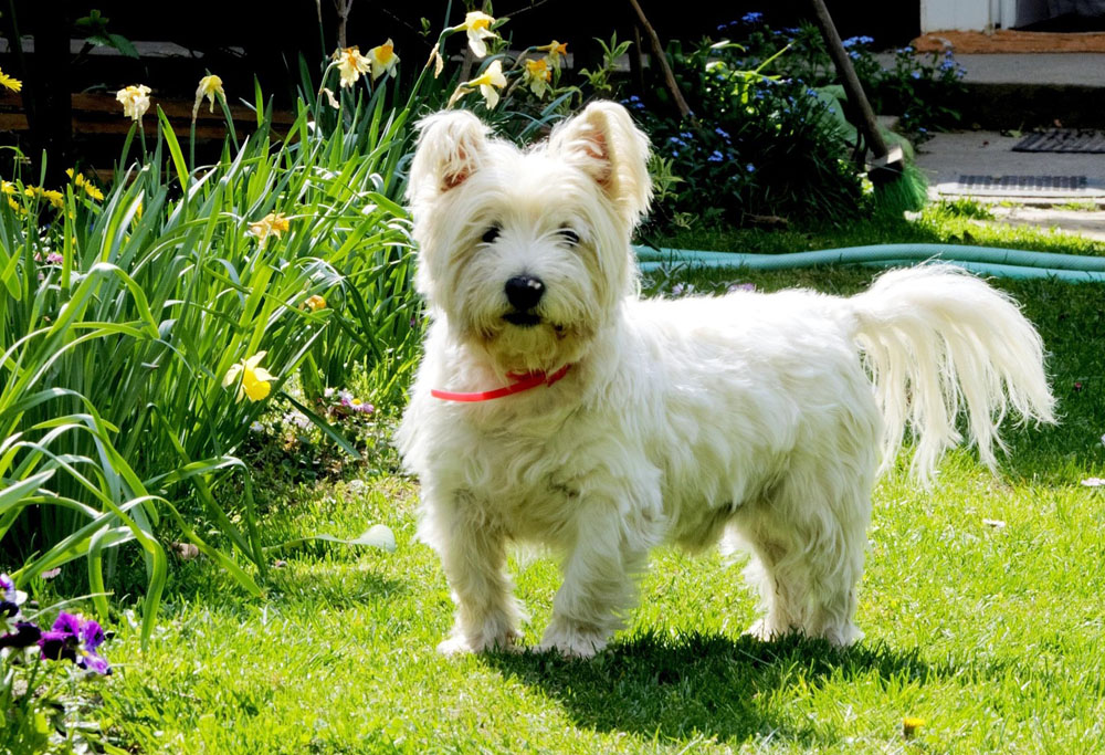 Are West Highland Terrier Hypoallergenic