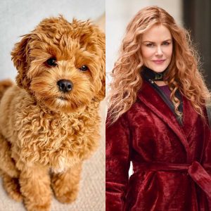 Cavoodle Nicole Kidman