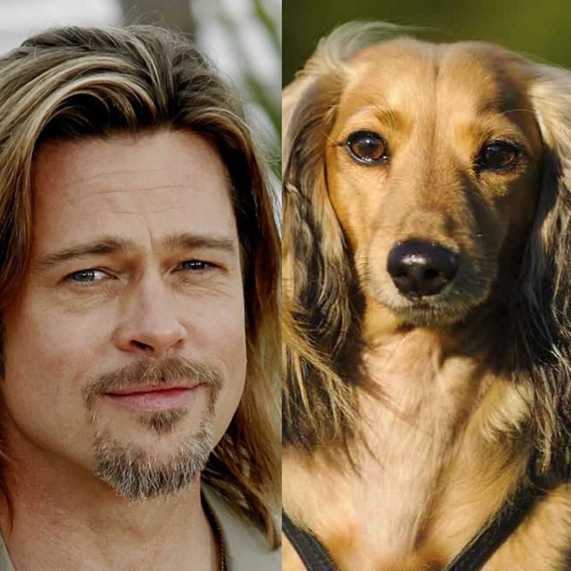 10 Dog Breeds That Look Like Celebrities | Breed Info | Mad Paws