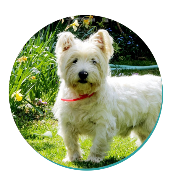 West Highland White Terrier: Dog Breeds | Breed Information | Mad Paws