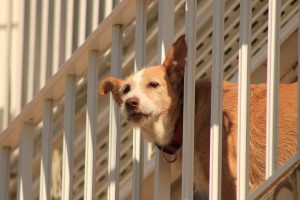 Train Your Dog to Ignore the Doorbell