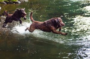 Best Swimming Dog Breeds