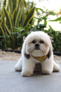 Storms and Your Dog