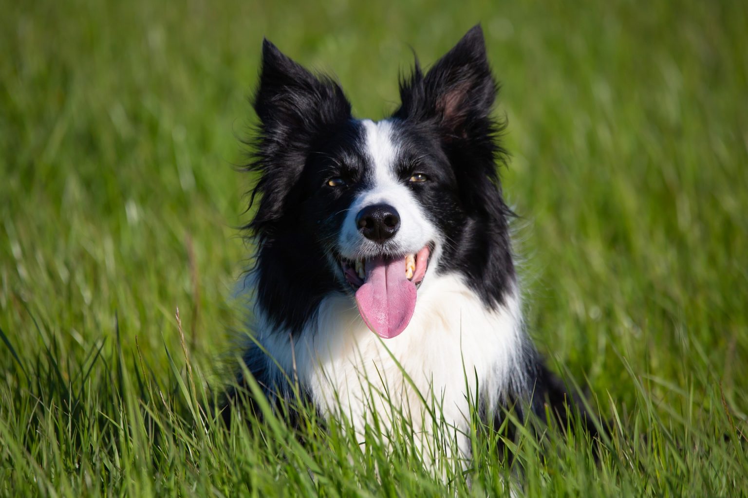 Most Obedient Dog Breeds: Our Top 7 | Mad Paws Blog