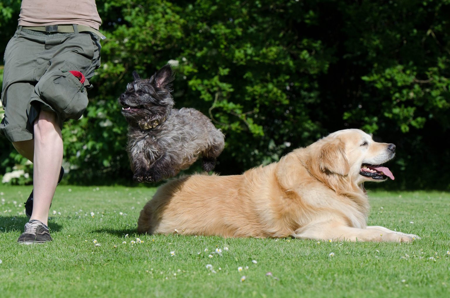 Big Dogs Vs Small Dogs: The Ultimate Comparison | Mad Paws