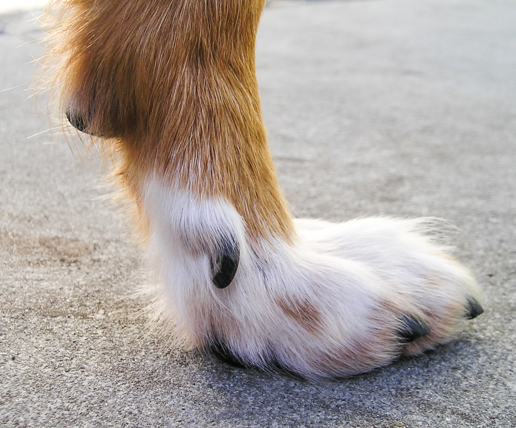 Dew Claw On Dogs What To Do About Them Mad Paws