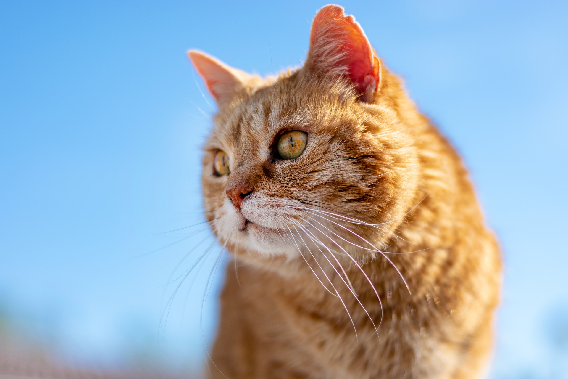  oral Cancer In Cats Life Expectancy Alanna Thurston