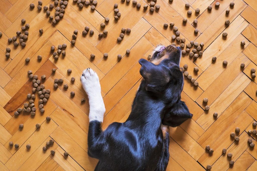 Kibble vs Canned Food