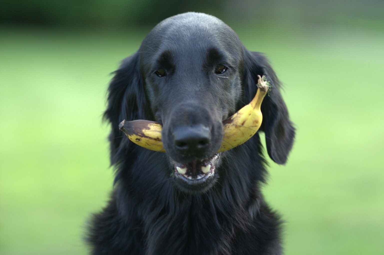 can-dogs-eat-bananas-dog-nutrition-mad-paws-blog