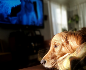 do puppies like to watch tv