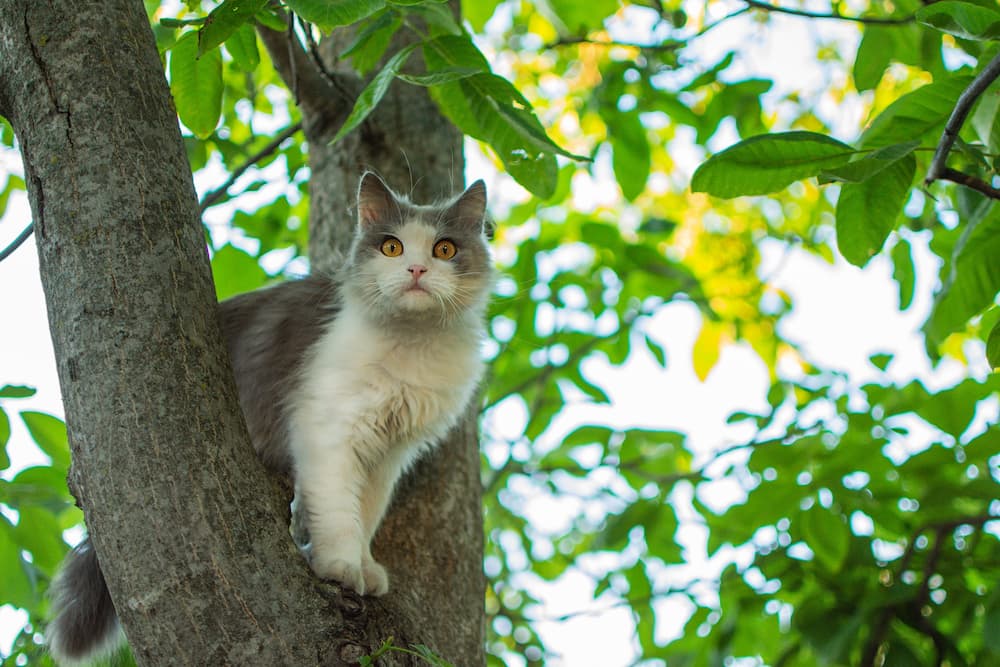 cat-stuck-up-tree