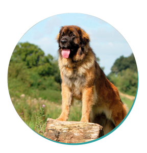 best ways to exercise your leonberger