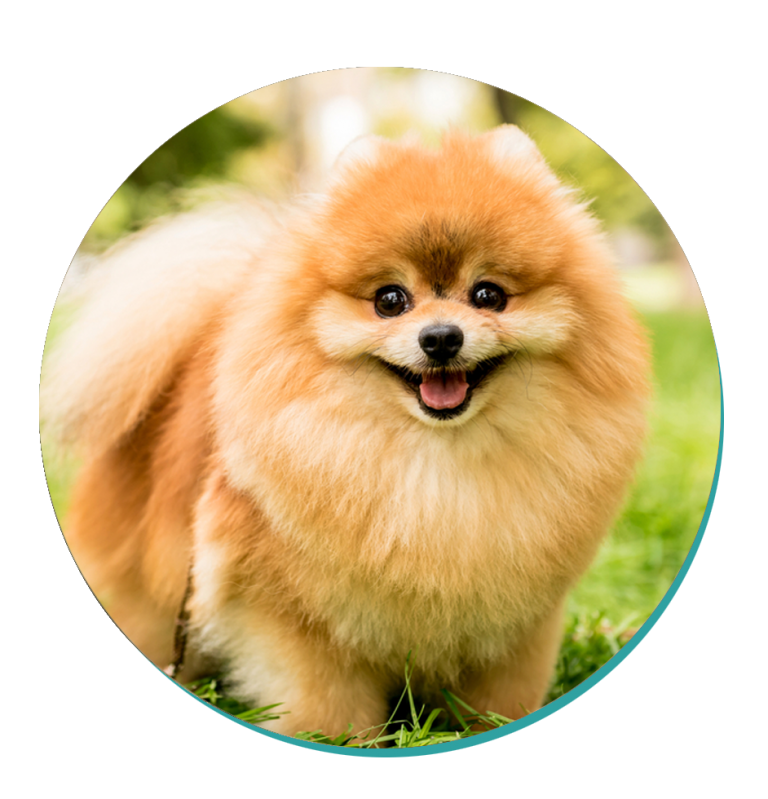 Pomeranian: Dog Breeds | Breed Information | Mad Paws