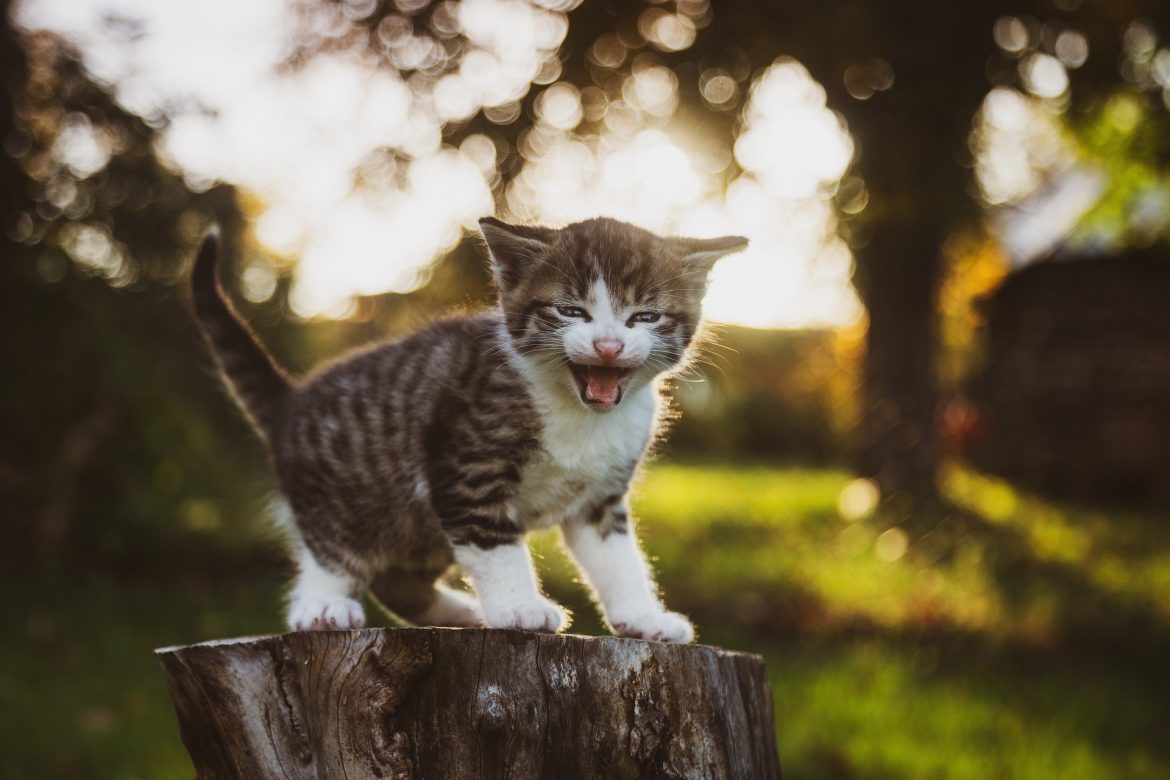 How Do I Stop My Kitten from Attacking Me? | Mad Paws Blog