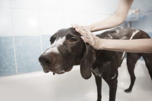 can i wash my puppy