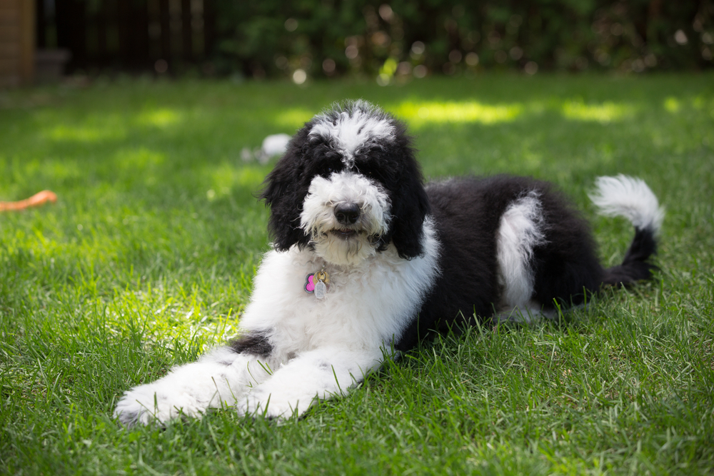 Sheepadoodle: Dog Breeds | Breed Information | Mad Paws