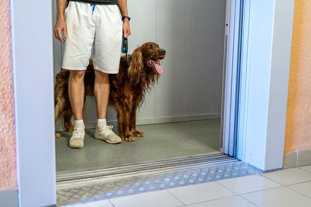 What Do Dogs Think About Elevators? Dog Behaviour Mad Paws Blog