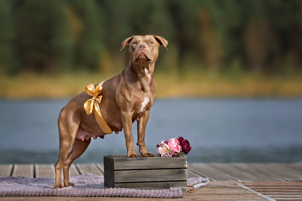 How Long Can Female Dogs Get Pregnant