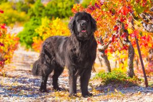 Large Dog Newfoundland