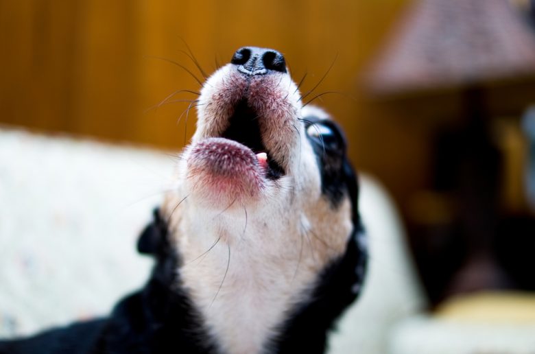 why-do-dogs-howl-at-sirens-dog-facts-mad-paws-blog