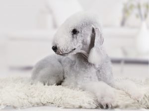 Dog Breeds with Floppy Ears