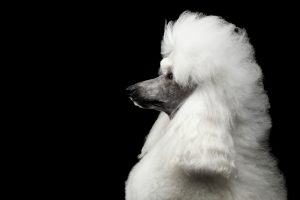 Assistance Dog Breeds Poodle