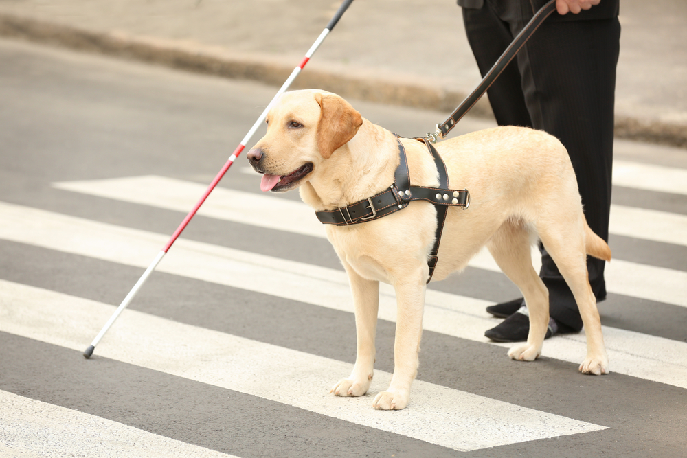 what kind of dogs are seeing eye dogs