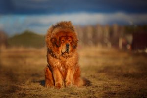 Tibetan Mastiff Strongest Dog Breeds