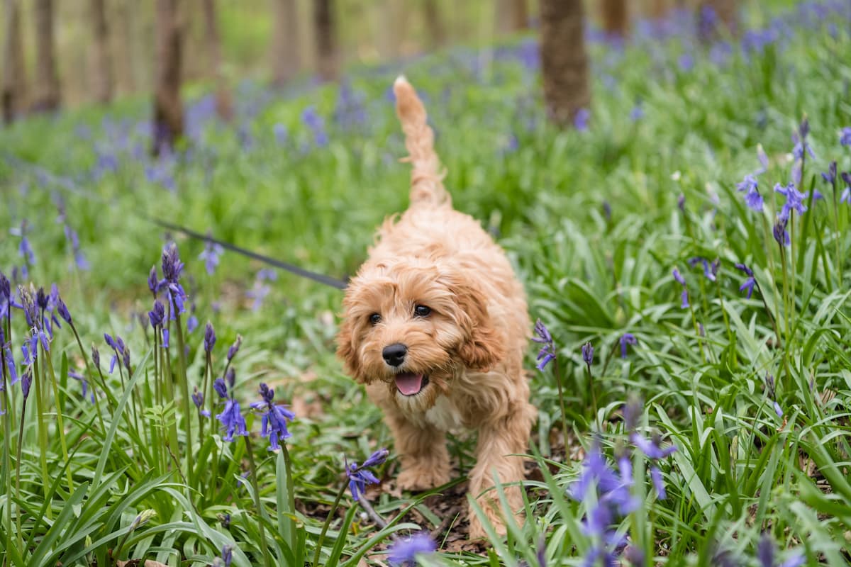 Cavoodle easiest to train dog breeds