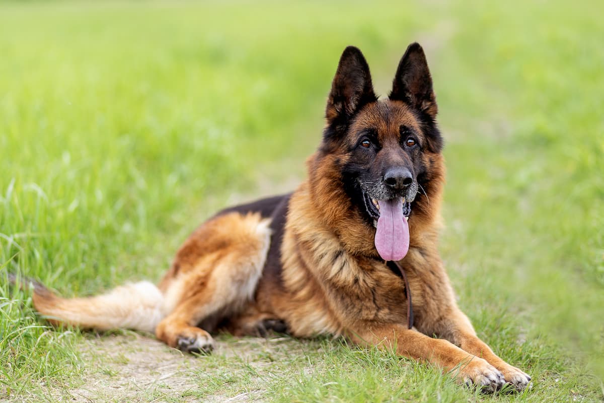 german shepherd dog breed