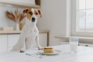 Is Milk Good for Dogs?