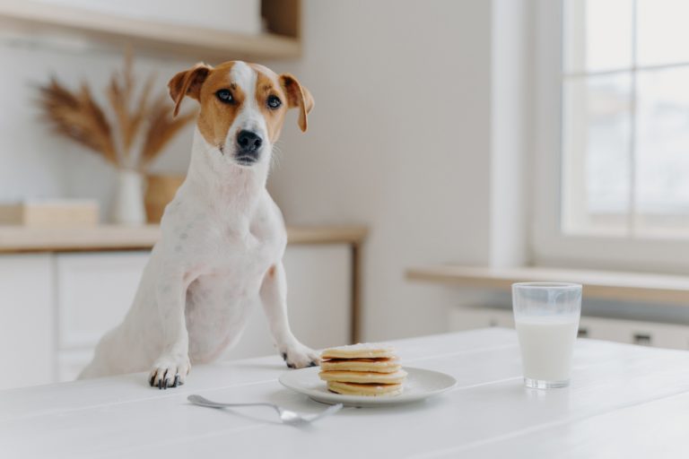 is-milk-good-for-dogs-dog-nutrition-mad-paws-blog