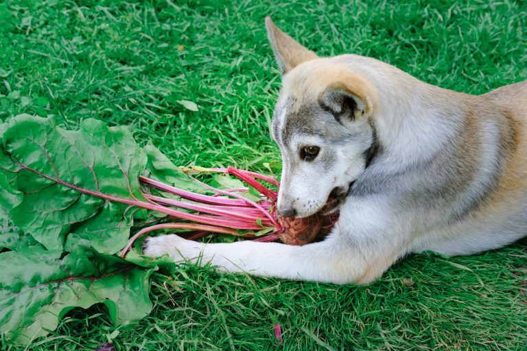 Can Dogs Eat Beetroot? | Dog Nutrition | Mad Paws Blog