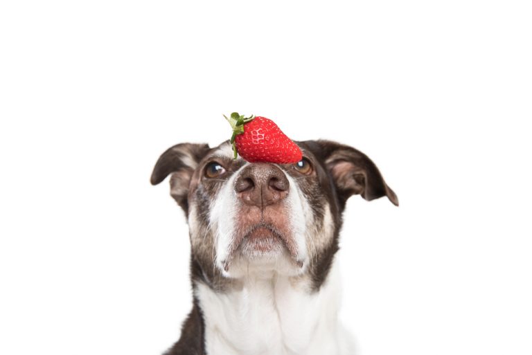 Can Dogs Eat Strawberries? | Dog Nutrition | Mad Paws Blog