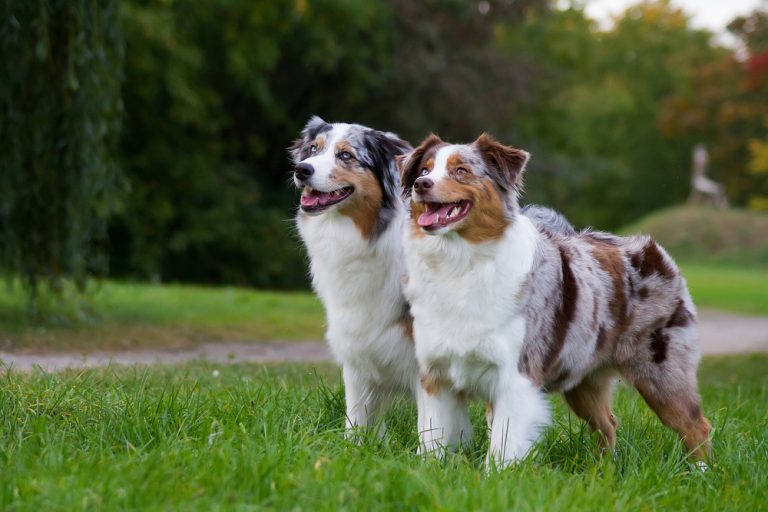 Easiest to train dog breeds, revealed