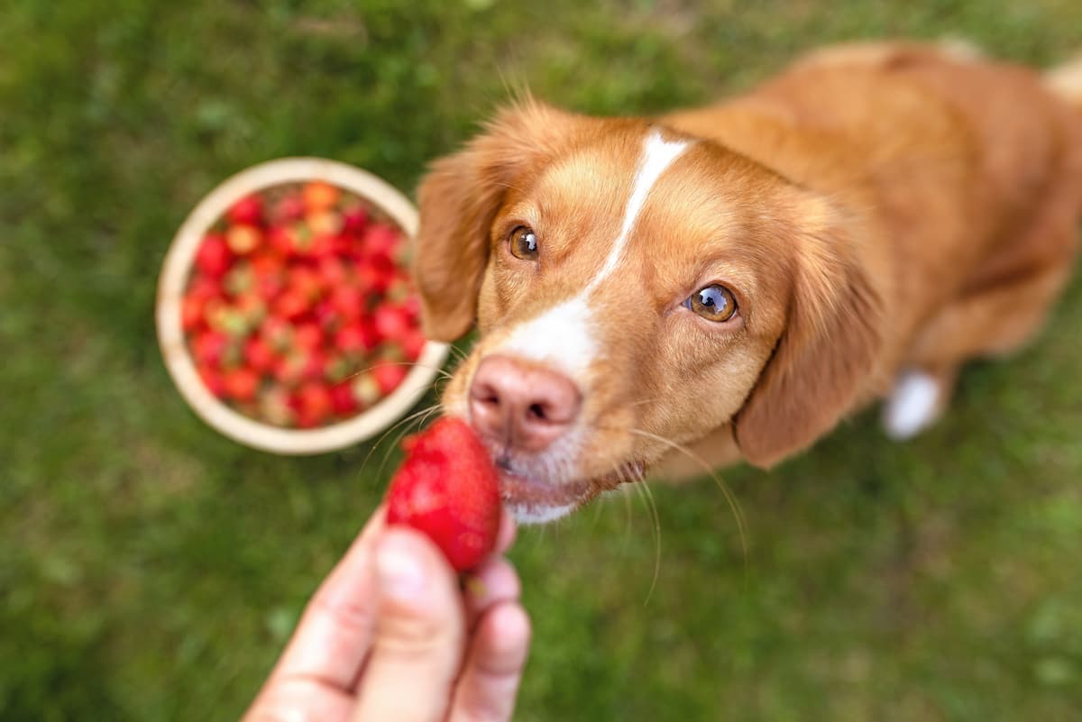 can dogs eat strawberries