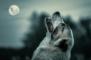 Do Dogs Howl at the Moon?