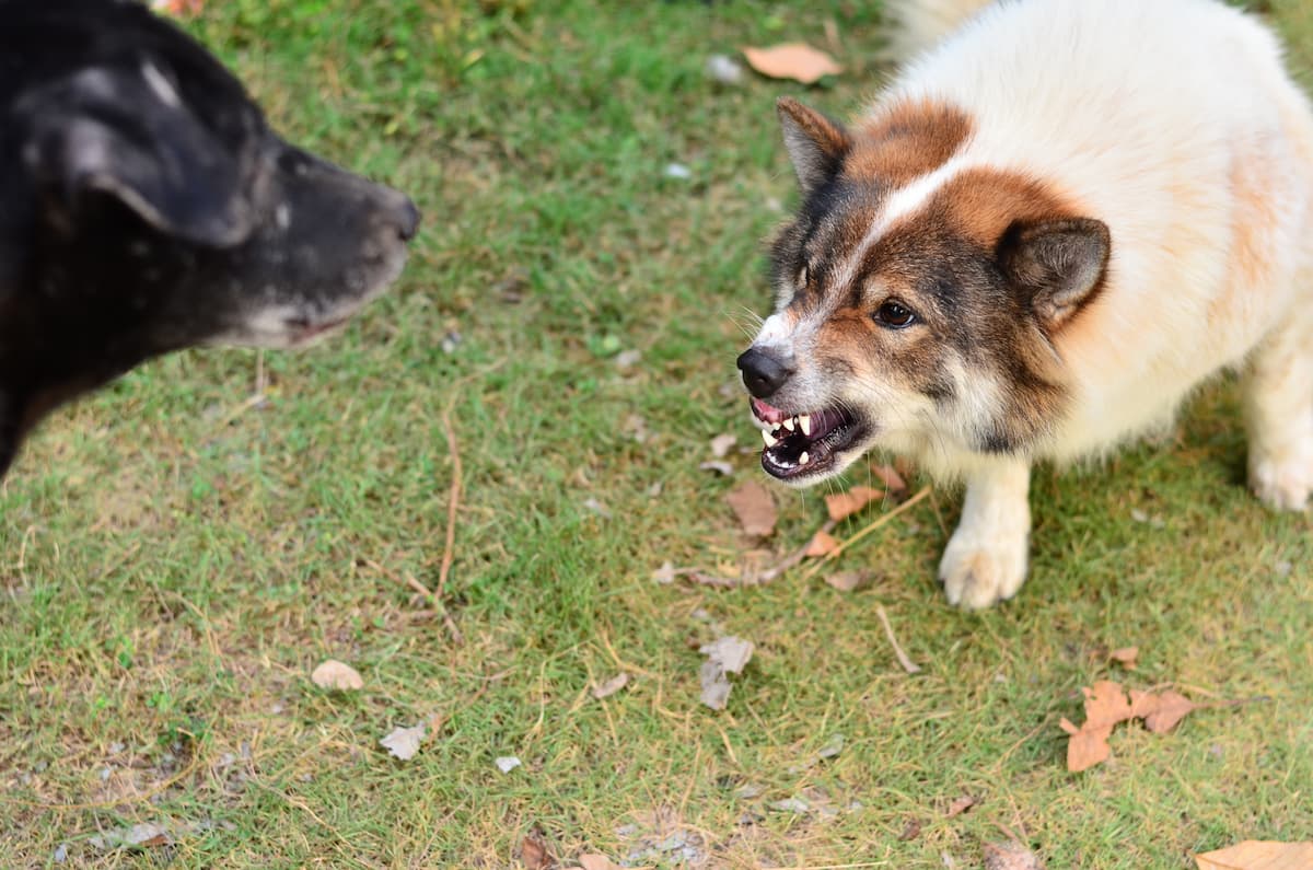 Identifying rough play in dogs with aggressive behaviour