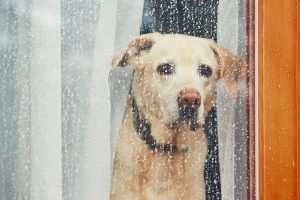 Do Dogs Mourn Their Owners?