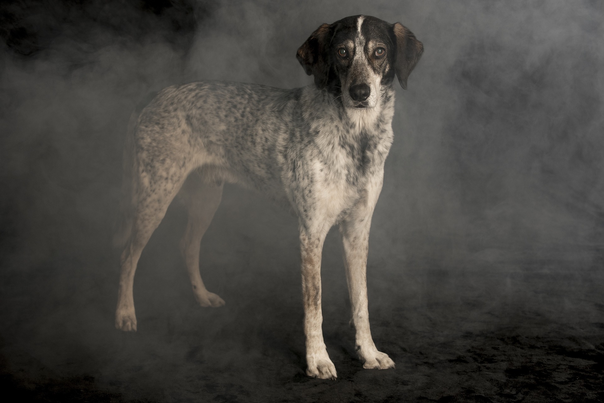 Картинка Dog in the Fog для детей