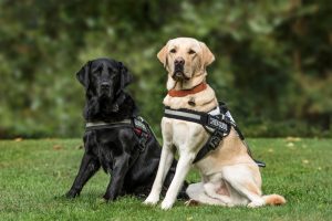 Dog step clearance in harness facts