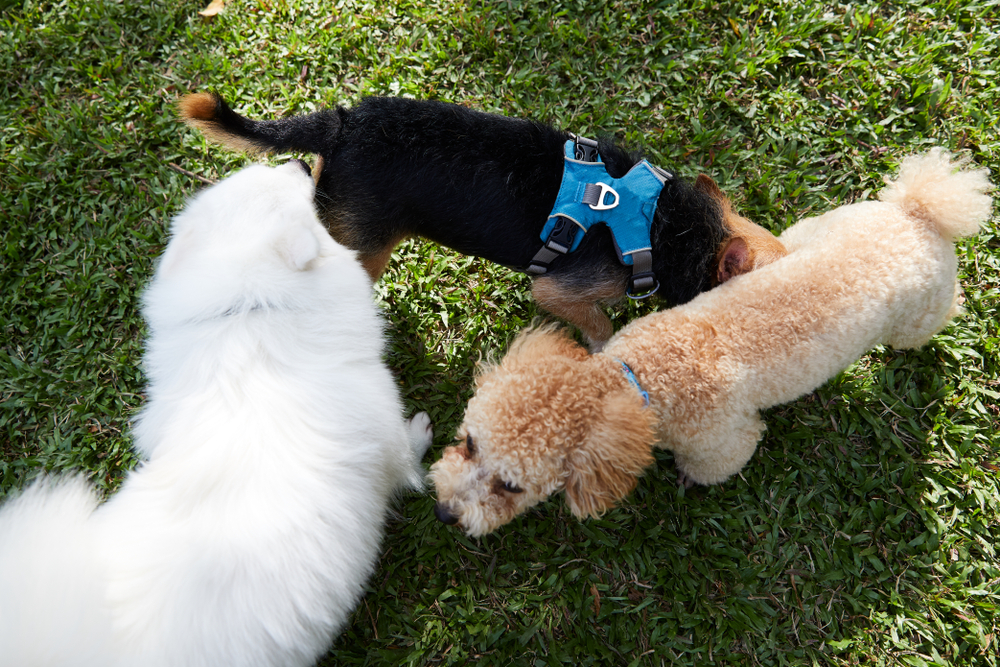 finding friends while dog walking