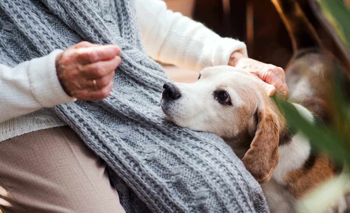 Can dogs sense illness?